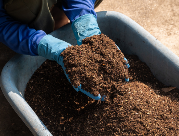 Two gloved hands lifting soil out of a gray wheelbarrow.